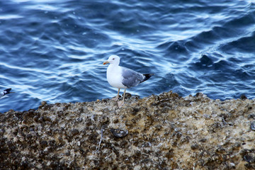 GAVIOTA EN EL ACANTILADO