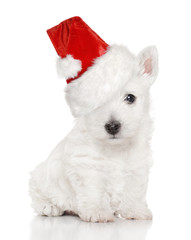 West Highland White terrier puppy in Santa Red Hat