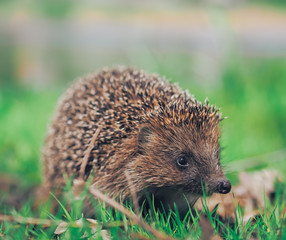 Hedgehog traveling at the green grass
