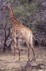 Naklejka na ściany i meble Giraffe (Giraffa camelopardalis), Kruger National Park, Mpumalanga, South Africa 