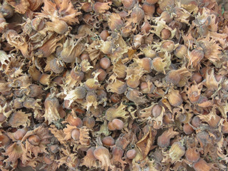 natural ripe hazelnuts as background