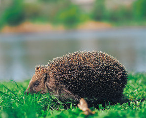 Hedgehog traveling at the green grass