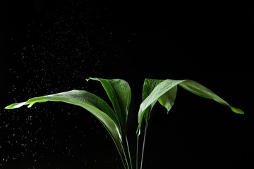 Tropical leaves with water drops on dark background