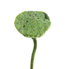 Lotus seed head on white background