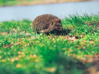 Hedgehog traveling at the green grass
