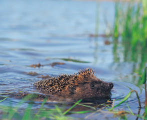 Hedgehog sweaming at the pond © Sergii Mironenko