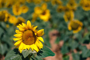 Fototapeta premium GIRASOL ENTRE VERDE