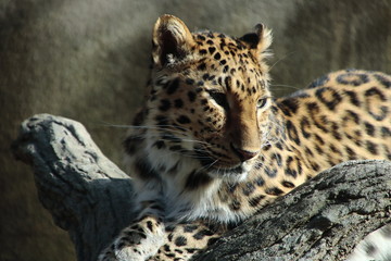 アムールヒョウ