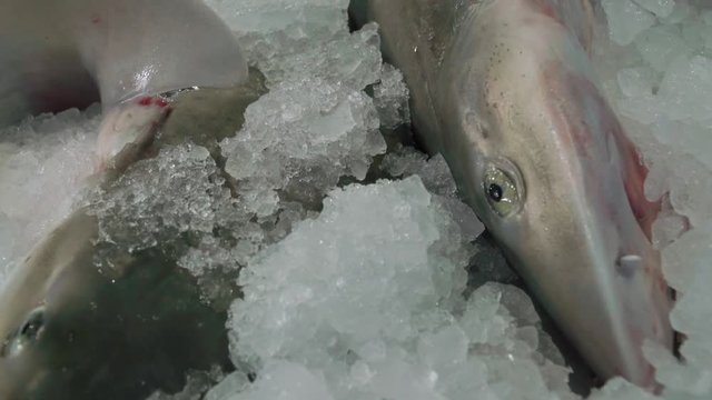 Dead dogfish sharks on ice at a fish market in Spain, CLOSE UP