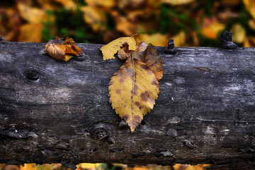 HOJA EN TRONCO DE ARBOL