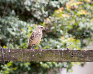 bird in a branch