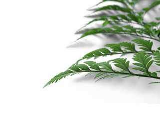 Fresh tropical leaves on white background, closeup