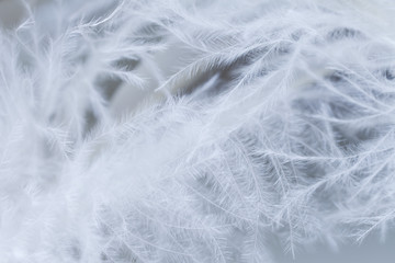 close up of ostrich feathers for background