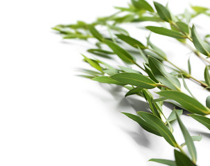 Branches of tropical plant on white background