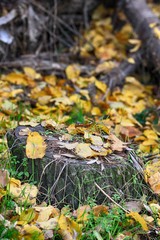 TRONCO DE ARBOL Y HOJAS