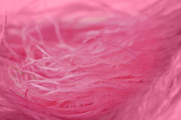 close up of ostrich feathers for background