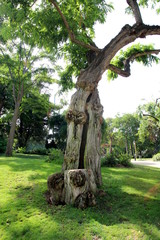 Arbre au tronc tortueux dans un parc