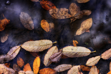 HOJAS FLOTANDO EN ESTANQUE