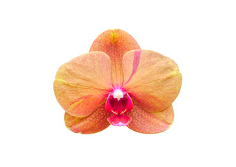 Soft focus, Beautiful orange orchid flower isolated on white background