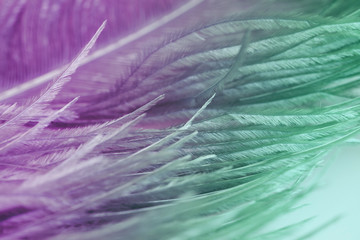 close up of ostrich feathers for background