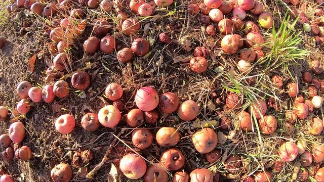 Fallobst, Fall&auml;pfel, verfaulte &Auml;pfel
