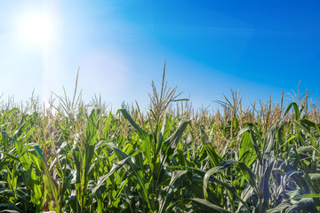 Landscape of corn and blue sky 