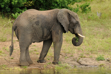 Fototapeta na wymiar African elephants in Botswana