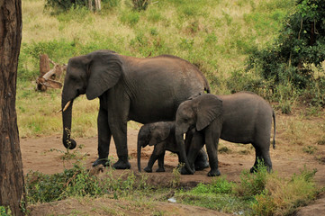 Naklejka na ściany i meble African elephants in Botswana