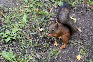 Cute red squirrel with fluffy black tail searching for food and making blanks in the forest