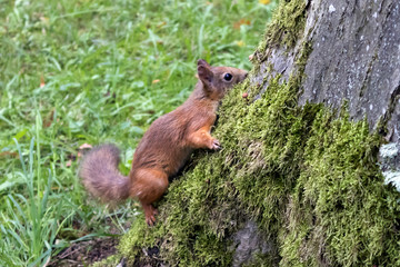 Cute red squirrel with fluffy tail sitting on a large old trunk overgrown with green moss