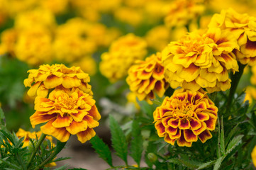 Marigold flowers in the garden on summer , yellow flowers ,beautiful flowers on summer in the nice day herb flowers