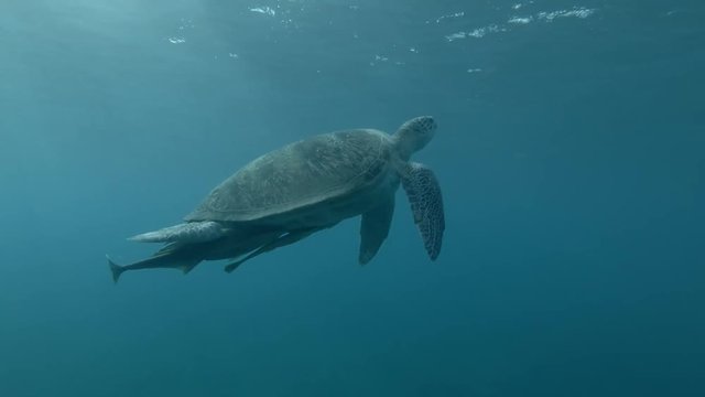 Green sea turtle swim to the surface of the water, makes how much breaths and dives to the bottom (Chelonia mydas) Underwater shot, 4K / 60fps
