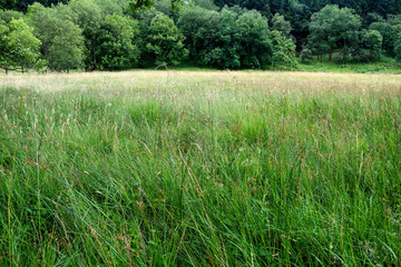 Overgrown Grass Field and Woodland in Scotland
