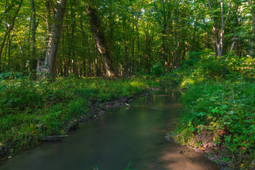 Fototapeta na wymiar A creek in a green forest