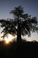 Fototapeta na wymiar Sunrise in Botswana with trees and clouds