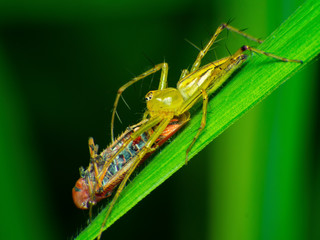 spiders are eating flies, spider, hunter, Dangerous animal, insect