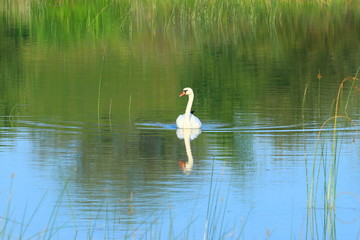 Obraz premium Swan on the lake