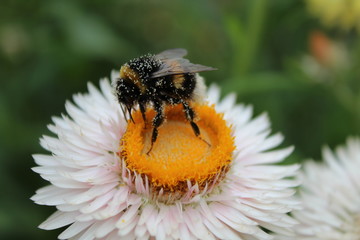 Hummel auf einer Blüte