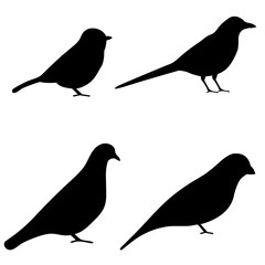 Bird icon, silhouette, logo on white background