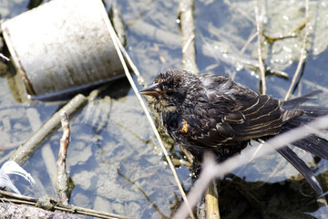 carouge à épaulettes femelle