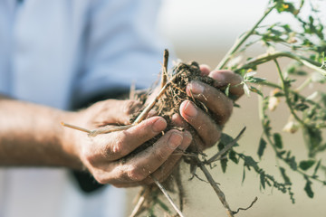 Agronomist's hands holding a small plant seedling with roots