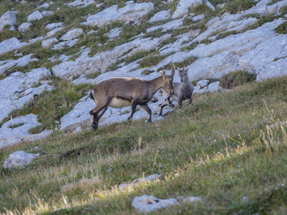 Obraz premium Femelle mouflon et son petit