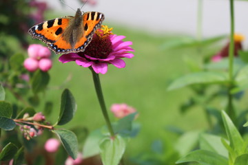 Schmetterling auf einer bunten Blüte
