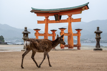 A deer and big Torii gate at Miyajima, Japan