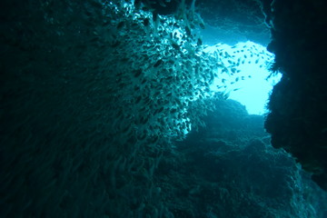 奄美大島 15 小魚の群れ２