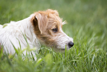 Furry lazy jack russell terrier - cute pet dog resting in the grass