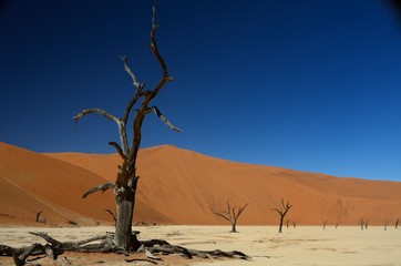 Deadvlei in Sossusvlei, Namibia, desert