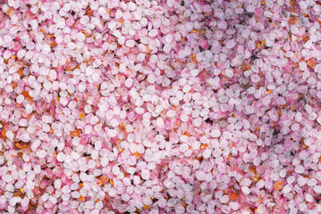 桜　花びら　水　素材