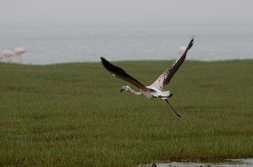 Flamingos in Walvis Bay, Namibia