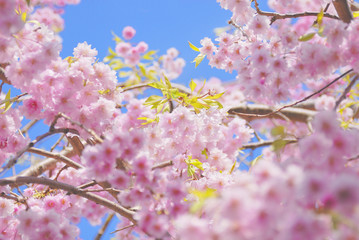 桜　春　素材